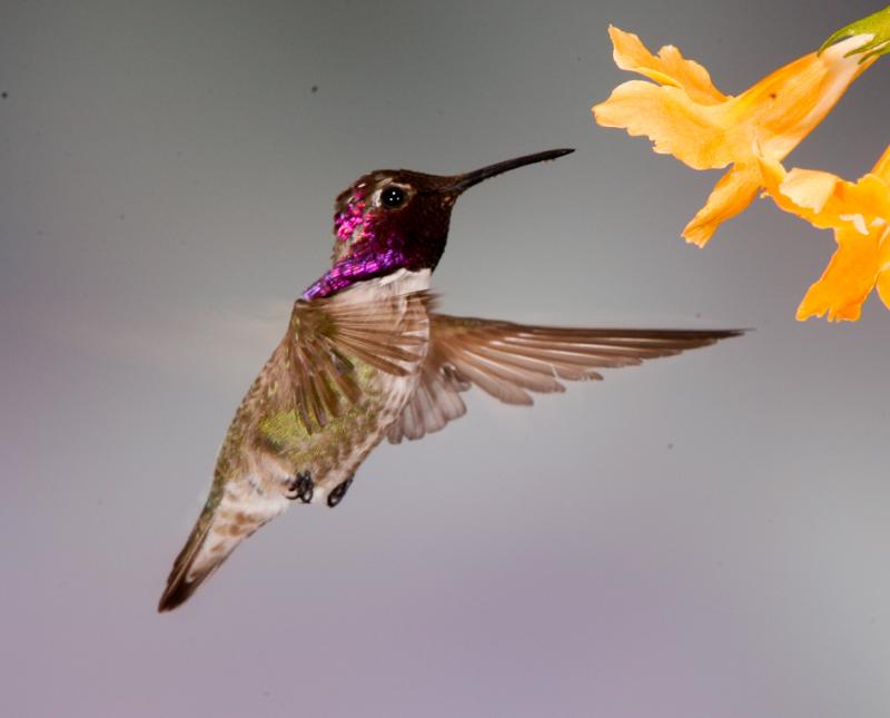 Alpine Hummingbirds-9866 - UNTITLED ©2009 Dan Stevenson
